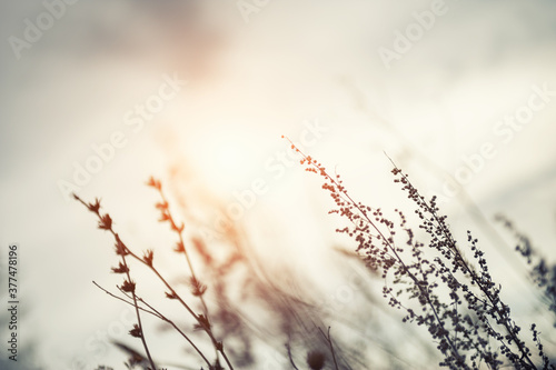 Wild grasses in a field at sunset. Macro image  shallow depth of field  vintage filter. Beautiful autumn nature background