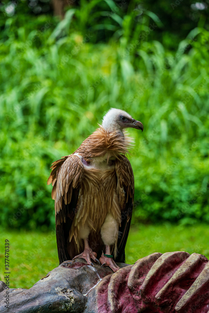 Close up image of Himalayan griffon vulture.