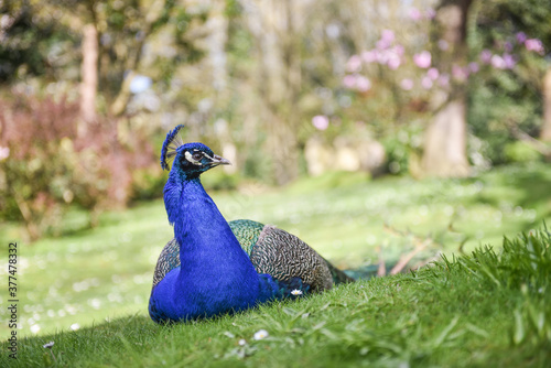 A beautiful male peacock showing its wheel