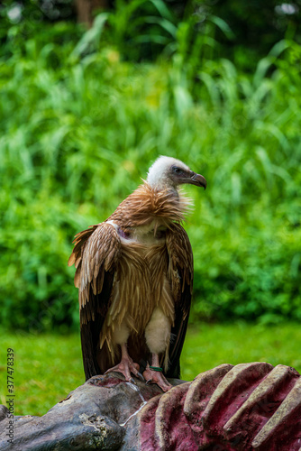 Obraz na płótnie Close up image of Himalayan griffon vulture. w salonie