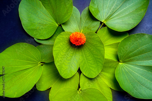Indian festival dussehra , green leaf