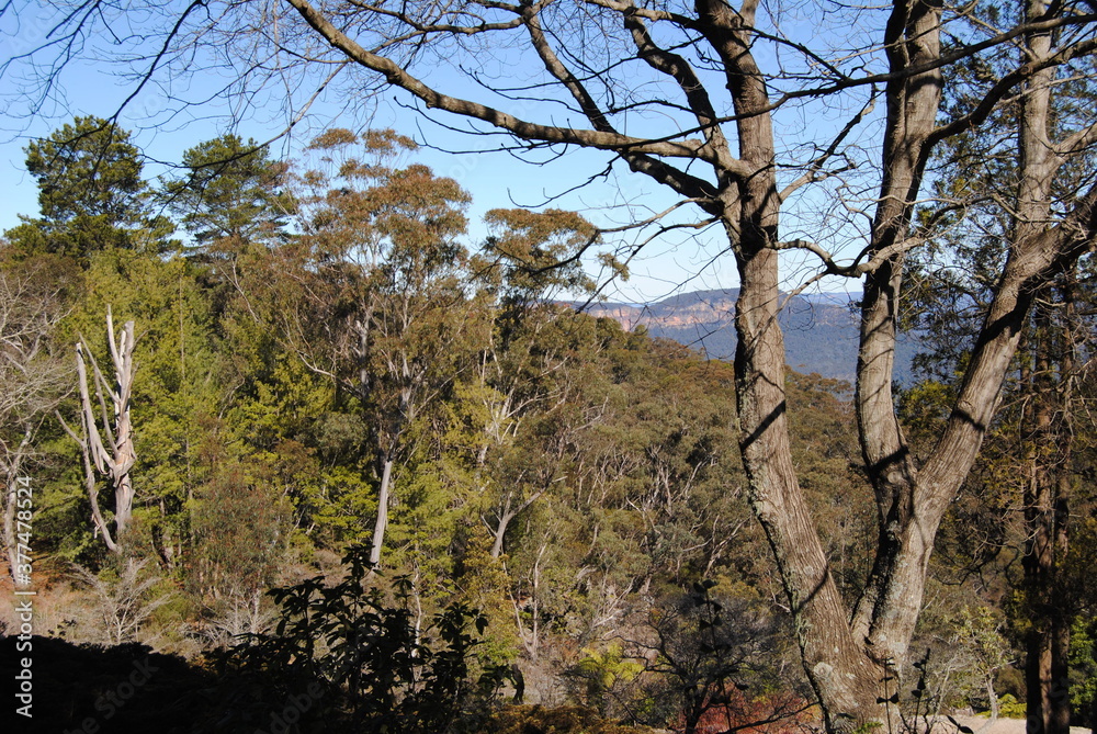 The cliffs and the hiking trails in the Blue Mountains national park in Australia on the sunny winter day