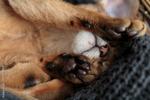 Abyssinian Kitten relaxing in her basket