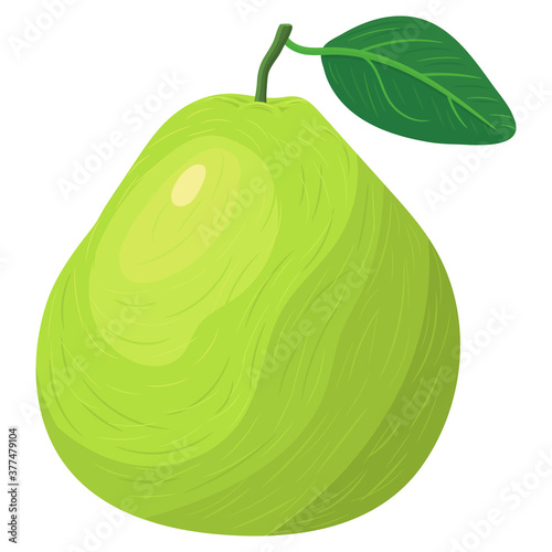 Fresh bright exotic whole green pomelo fruit isolated on white background. Summer fruits for healthy lifestyle. Organic fruit. Cartoon style. Vector illustration for any design.