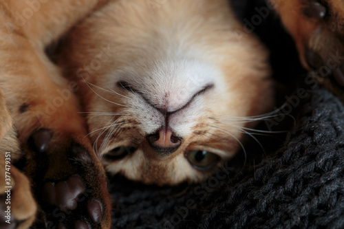 Abyssinian Kitten relaxing in her basket