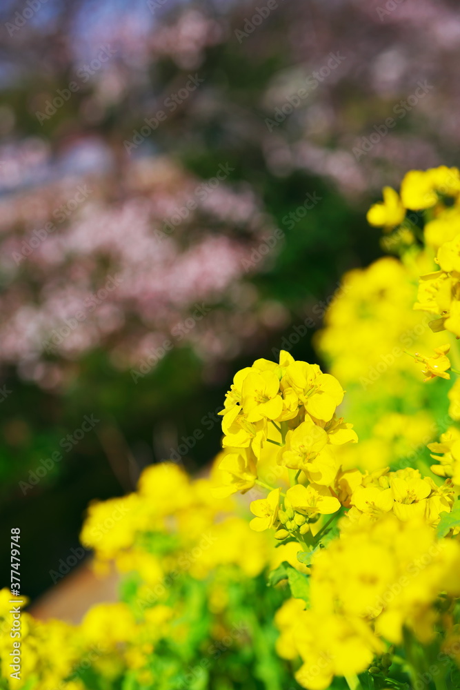 Fototapeta premium 黄色い絨毯のお花畑