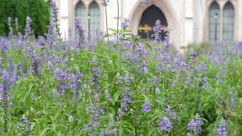 violet lavender fields with church, gardening concept.