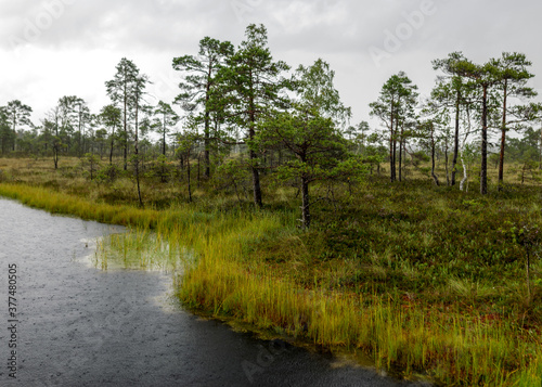 Fototapeta Naklejka Na Ścianę i Meble -  Rainy and gloomy day in the bog, texture of raindrops on the surface of a dark bog lake, wet trees, grass and bog moss, foggy and rainy background
