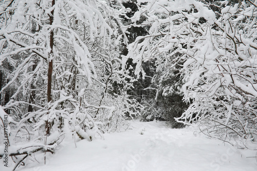 Winter landscape. Forest under the snow. Winter in the park. © alexkich