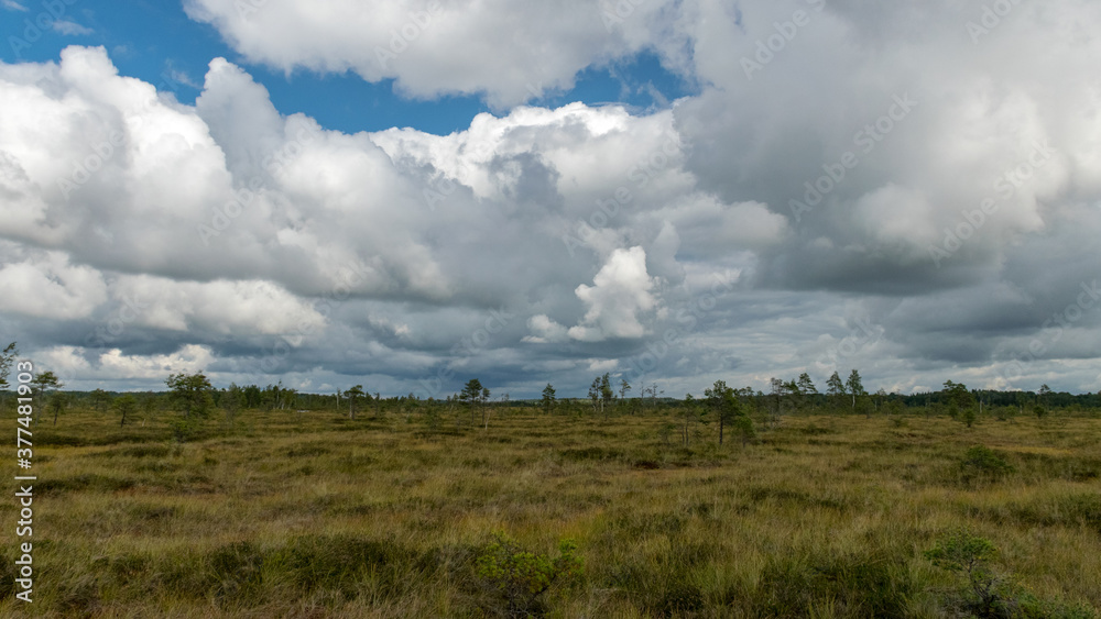 traditional landscape from a swamp, white cumulus clouds. Bright green bog grass and small bog pines. Nigula bog, Estonia