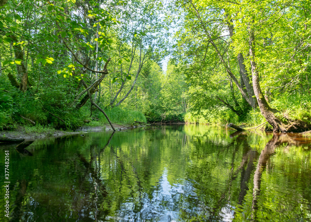 landscape with forest river reflection view, green forest river