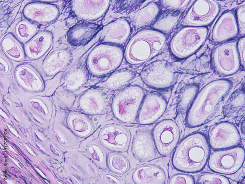 Histology of human tissue, show  epithelial tissue and connective tissue with microscope view  from the laboratory (not Illustration Designation)