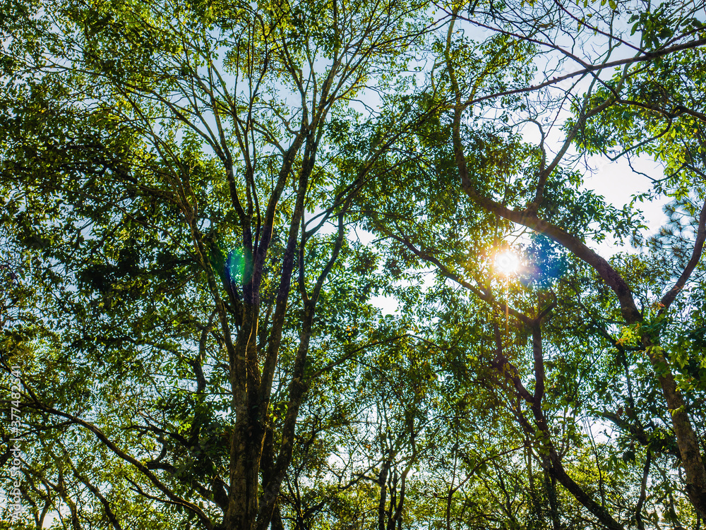 Fototapeta premium Worm eye view with sunlight in deep forest
