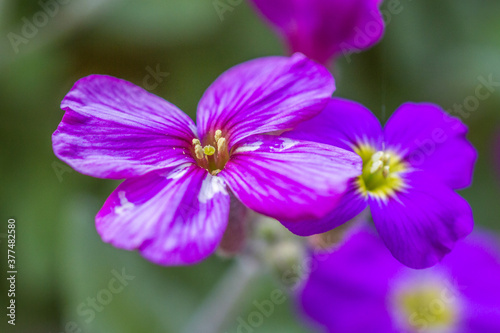 violet closeup