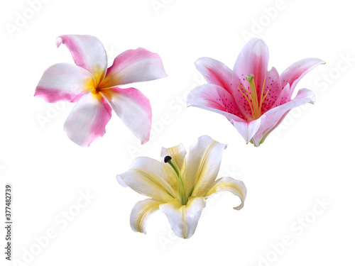 flower beautiful on a white isolated background