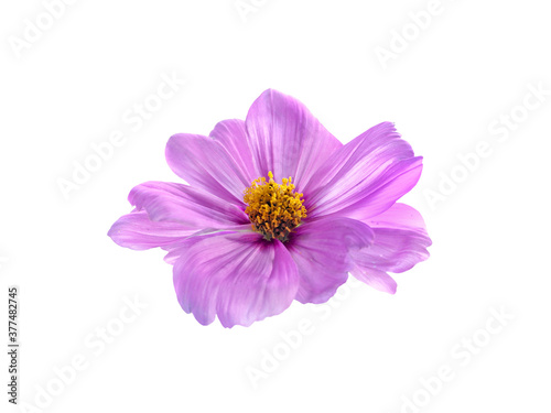 flower beautiful on a white isolated background