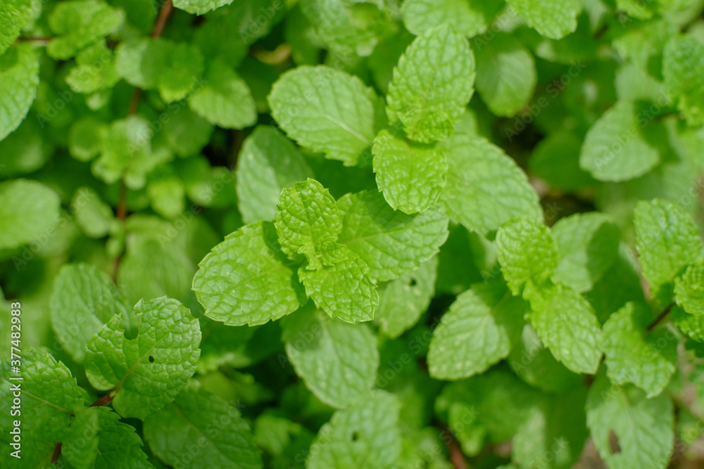 Mint plant grow at vegetable garden Mint plant grow at vegetable garden