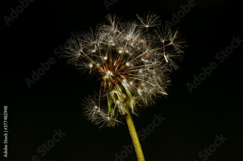 dandelion flower breaking apart