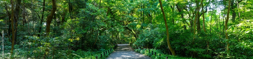 緑があふれる森と遊歩道の風景写真 緑があふれる森と遊歩道の風景写真
