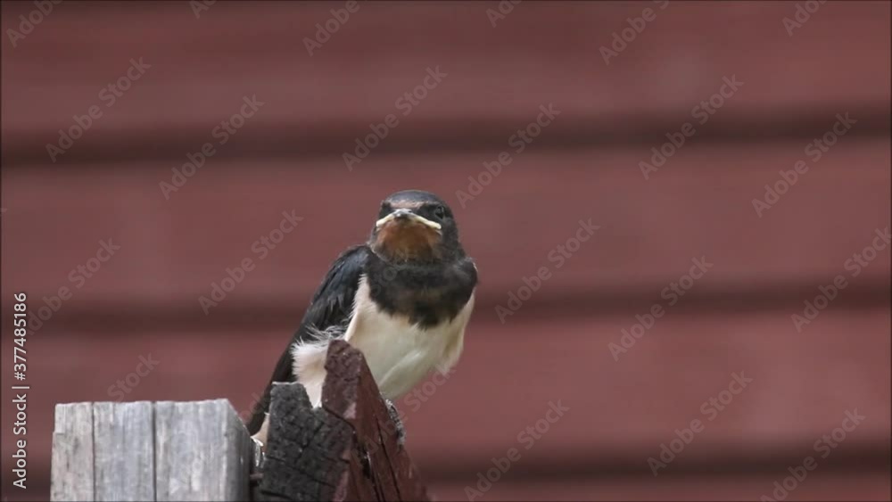 A small Barn swallow, Hirundo rustica chick cleaning itself and getting food from parent in rural Estonia. A small Barn swallow, Hirundo rustica chick cleaning itself and getting food from parent in rural Estonia.
