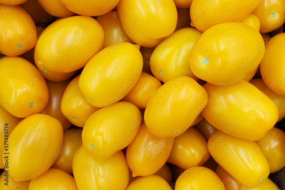 Lots of yellow tomatoes. Harvest of unusual varieties of tomatoes Lots of yellow tomatoes. Harvest of unusual varieties of tomatoes