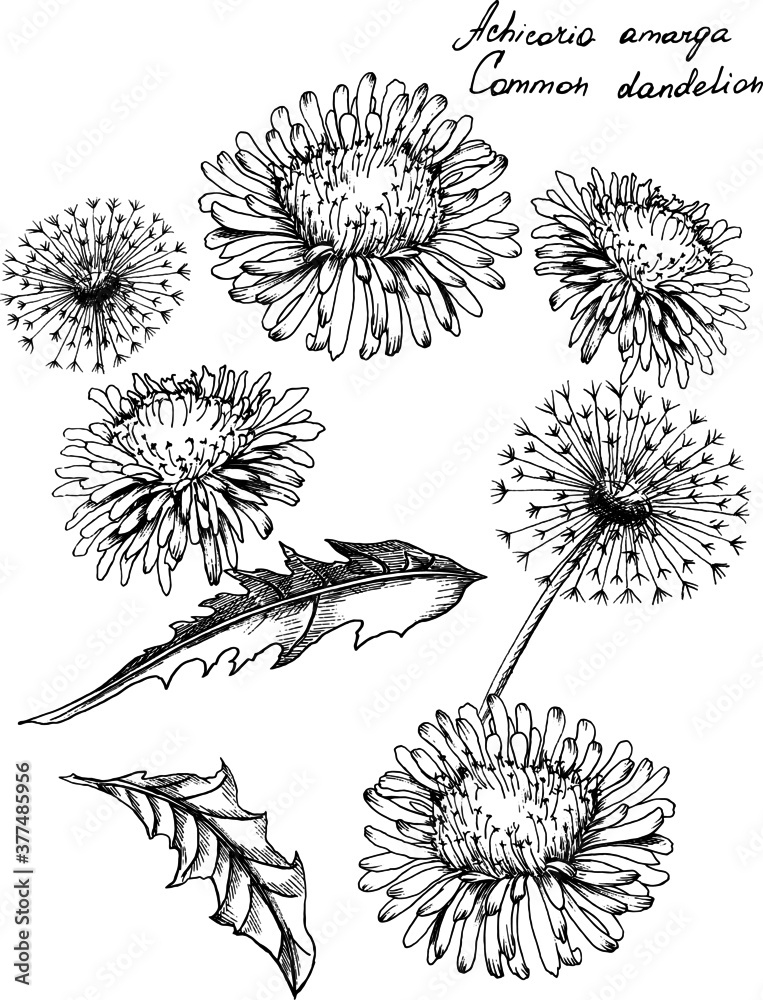 Fototapeta Hand-drawn botanical illustration of dandelion flowers. Each element is isolated. Very easy to edit for any of your projects. Vector illustration