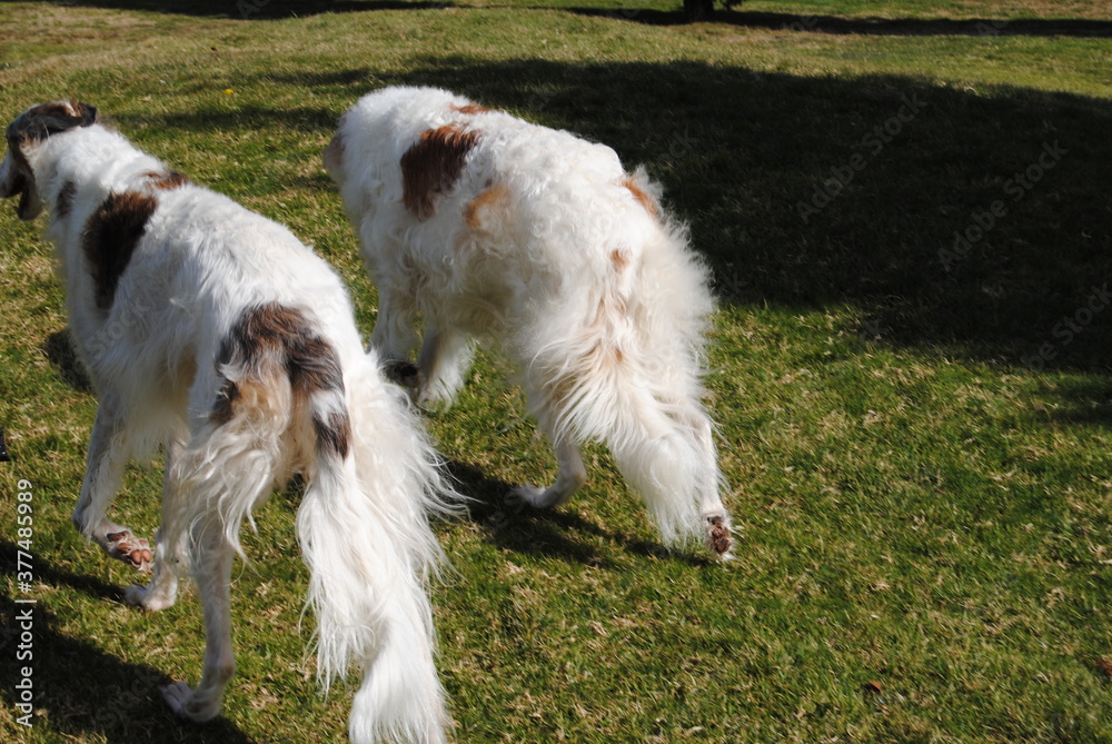 The Russian borzoi dogs in the park in the Blue Mountains, Australia The Russian borzoi dogs in the park in the Blue Mountains, Australia