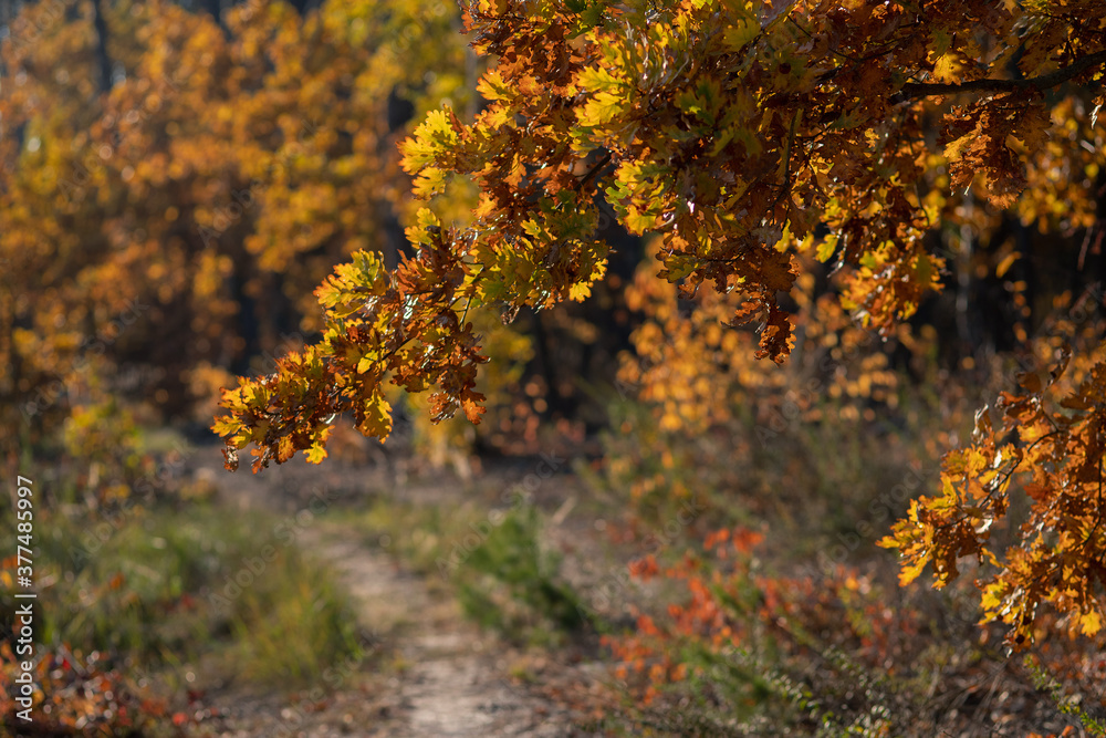 Autumn landscape with yellow oak leaves against the background of a country road in the forest. Selective focus. Autumn landscape with yellow oak leaves against the background of a country road in the forest. Selective focus.