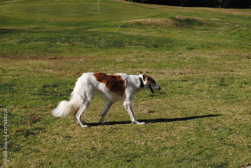 The Russian borzoi dogs in the park in the Blue Mountains, Australia The Russian borzoi dogs in the park in the Blue Mountains, Australia