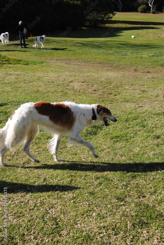 The Russian borzoi dogs in the park in the Blue Mountains, Australia The Russian borzoi dogs in the park in the Blue Mountains, Australia