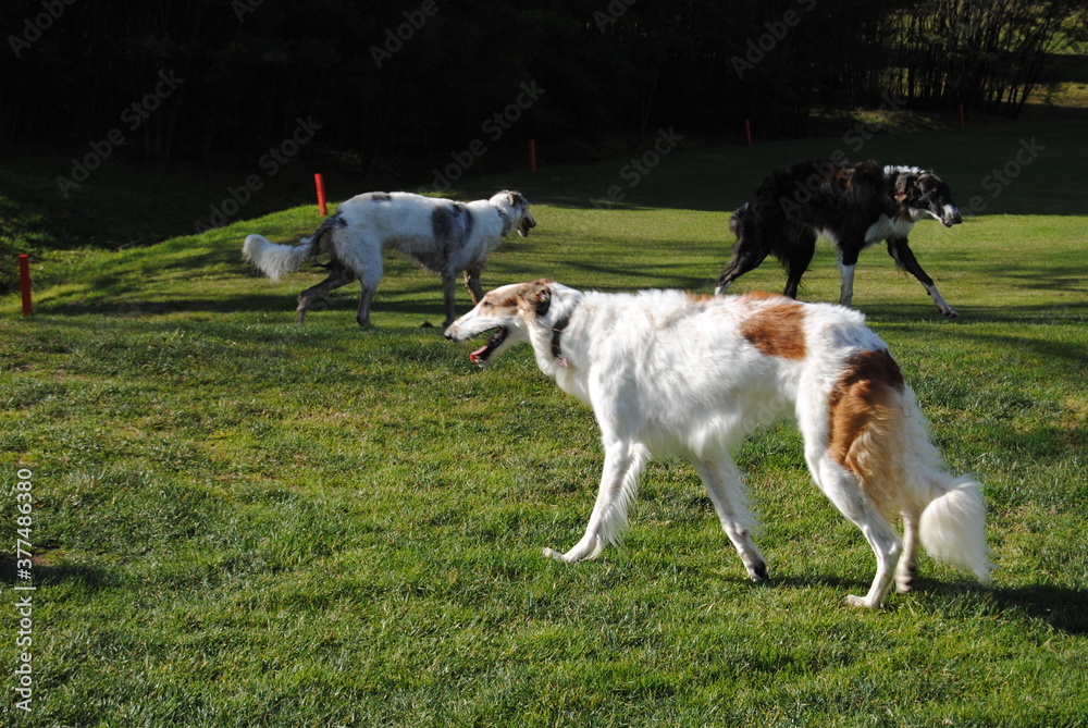 The Russian borzoi dogs in the park in the Blue Mountains, Australia The Russian borzoi dogs in the park in the Blue Mountains, Australia