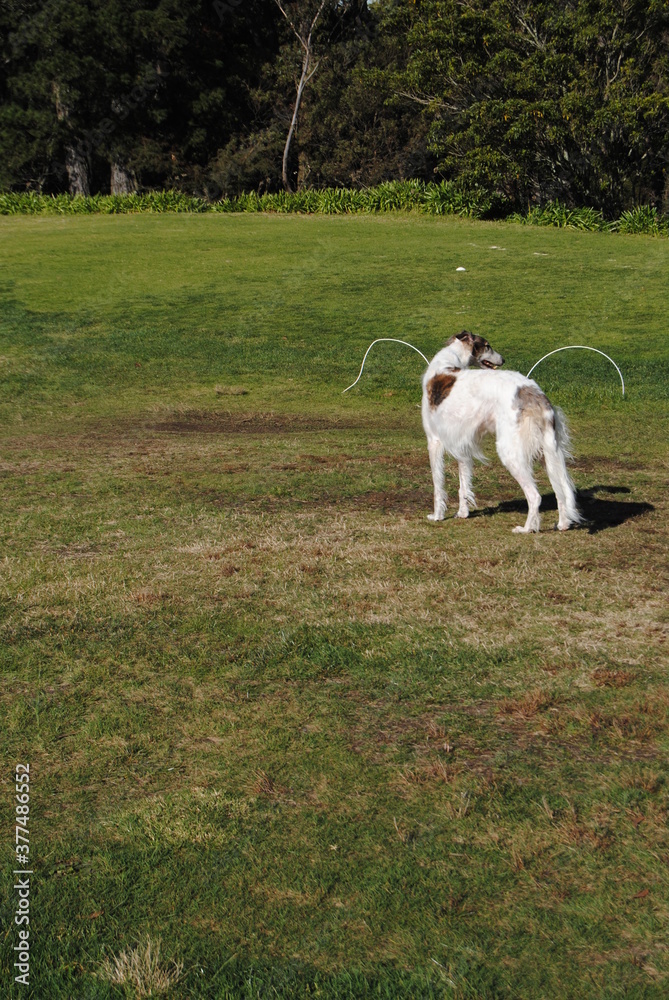 The Russian borzoi dogs in the park in the Blue Mountains, Australia The Russian borzoi dogs in the park in the Blue Mountains, Australia