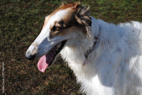 The Russian borzoi dogs in the park in the Blue Mountains, Australia