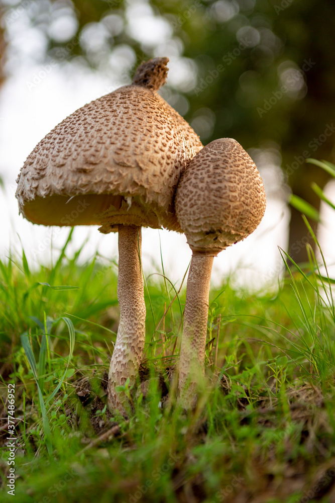 Street bank with a couple of Macrolepiota procera or Large Parasol Mushroom Street bank with a couple of Macrolepiota procera or Large Parasol Mushroom