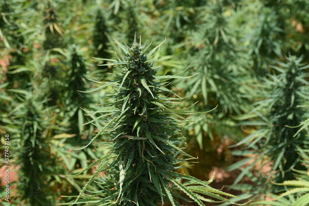 Egyptian Green leaves of Medical Marijuana, Egyptian Cannabis or weed plant
Egyptian Green leaves of Medical Marijuana, Egyptian Cannabis or weed plant