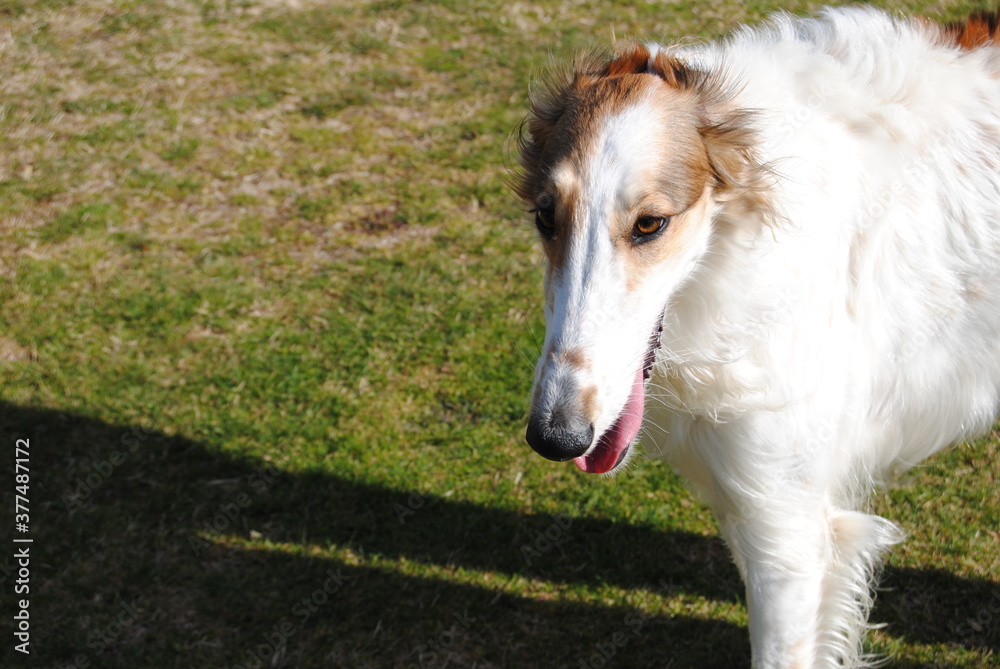 The Russian borzoi dogs in the park in the Blue Mountains, Australia The Russian borzoi dogs in the park in the Blue Mountains, Australia