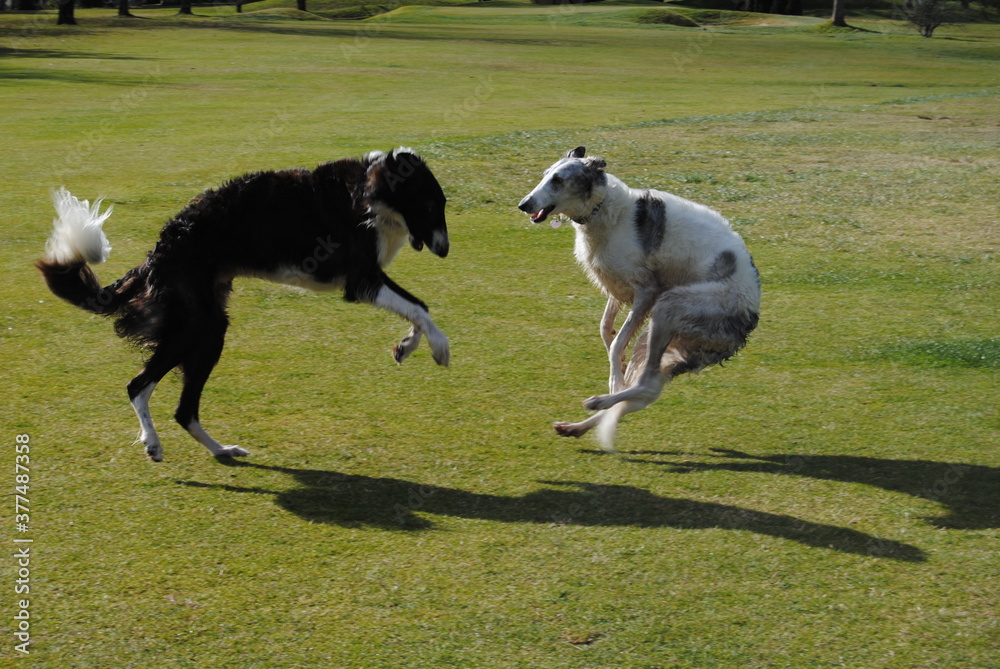 The Russian borzoi dogs in the park in the Blue Mountains, Australia The Russian borzoi dogs in the park in the Blue Mountains, Australia
