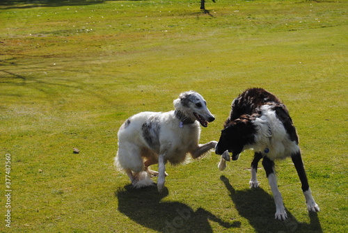 The Russian borzoi dogs in the park in the Blue Mountains, Australia