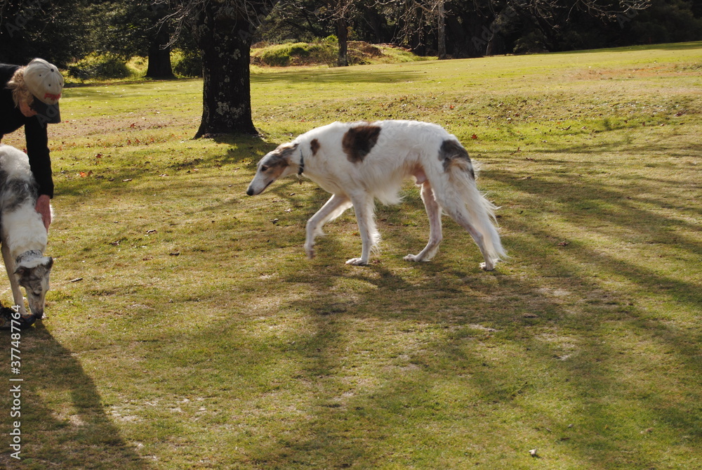 The Russian borzoi dogs in the park in the Blue Mountains, Australia The Russian borzoi dogs in the park in the Blue Mountains, Australia