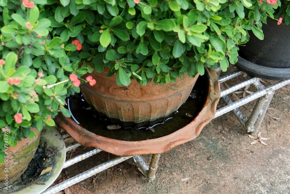 Fotografie Mosquito breeding and spreading disease.