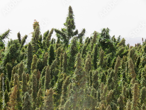 Egyptian Green leaves of Medical Marijuana, Egyptian Cannabis or weed plant 