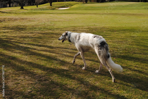 The Russian borzoi dogs in the park in the Blue Mountains, Australia © Natalie