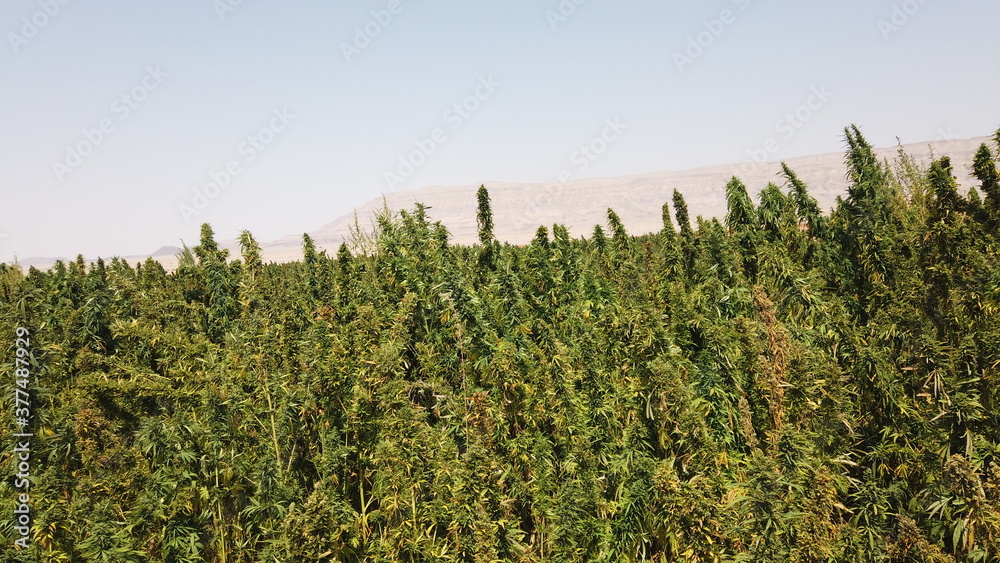 Egyptian Green leaves of Medical Marijuana, Egyptian Cannabis or weed plant 
