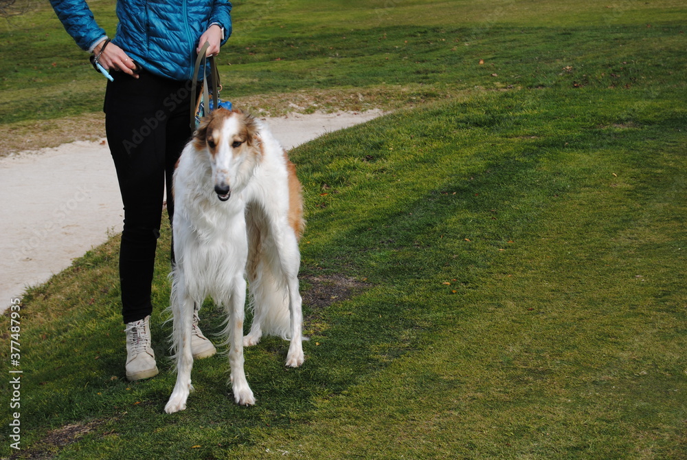 The Russian borzoi dogs in the park in the Blue Mountains, Australia The Russian borzoi dogs in the park in the Blue Mountains, Australia