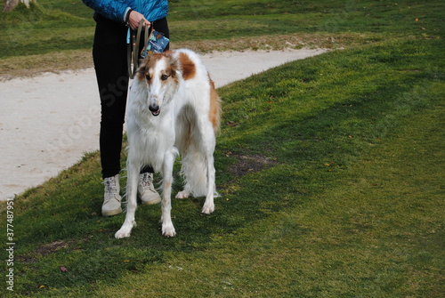 The Russian borzoi dogs in the park in the Blue Mountains, Australia © Natalie