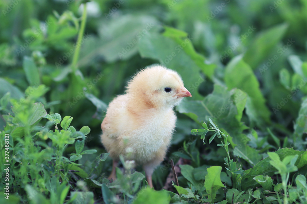 chickens on the grass