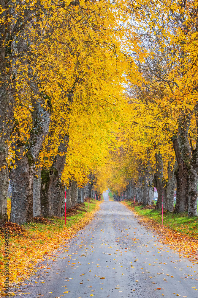 Tree lined country road with autumn colours on the trees