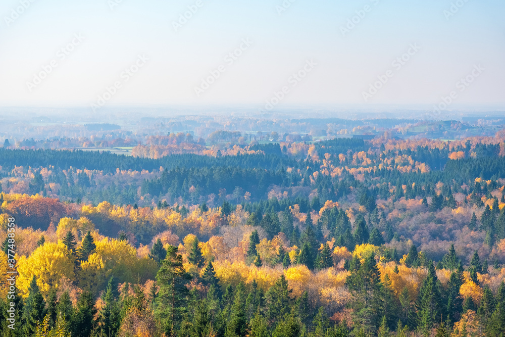 Beautiful landscape view with autumn colours in the forest