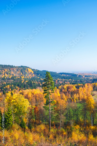 Awesome autumn landscape view at a colorful woodland