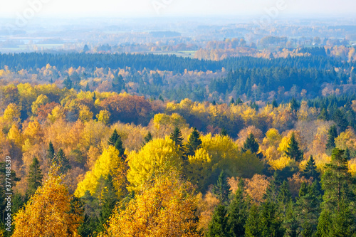 View of the woodland with beautiful autumn colors
